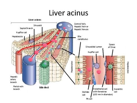 Lecture 10 Hepatic Clearance Outline Hepatic Blood Flow