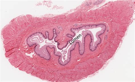 Basic Tissues: Muscle Tissue – Histology Education