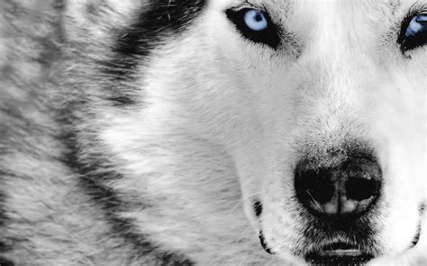 HD Wolf Wallpapers - Wallpaper Cave