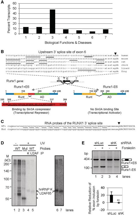 Functional Categories Of Transcripts Containing Similar HnRNP K Target