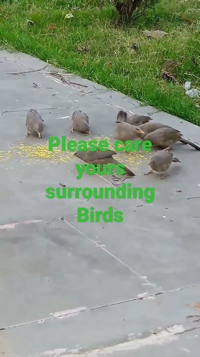 How To Take Care Of Birds In Summer Youtube