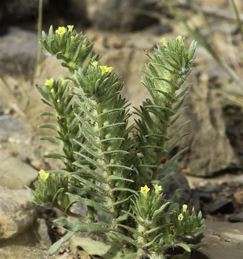 Arnebia decumbens - Plant Biodiversity of South-Western Morocco