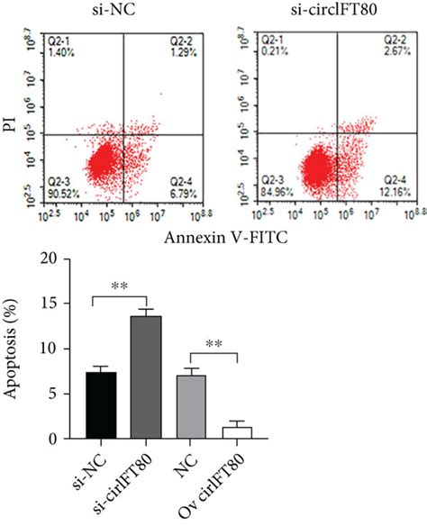 Circift80 Contributed To Cell Cycle Progression And Reduced Cellular