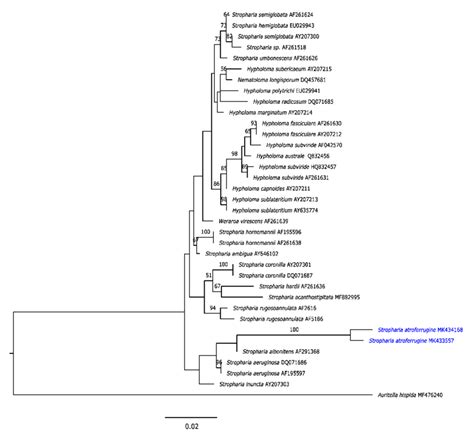 Maximum Likelihood Phylogenetic Tree Generated From The Lus Dataset Ml