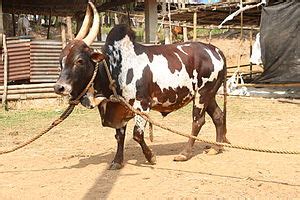 List of Indian cattle breeds - Wikipedia