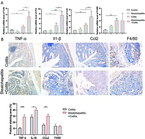 Premorbid Nash Exacerbated Colon Injury And Inflammation Of Uc A