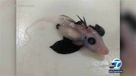 Rare juvenile 'ghost shark' found off New Zealand coast, in discovery scientists say will help ...