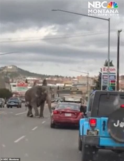 Wild Moment Elephant Marauds Through Small Town In Montana After