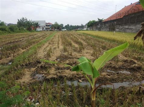 Kode TS 476 Tanah Sawah Luas Cantik Di Kasihan Bantul Yogyakarta