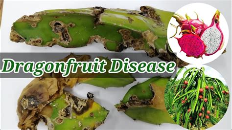 Identified Causal Organism Of Dragonfruit Stem Canker Disease Youtube