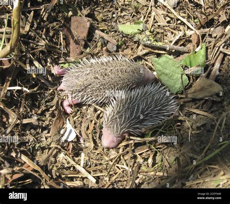 Stachelig der igel Fotos und Bildmaterial in hoher Auflösung Alamy