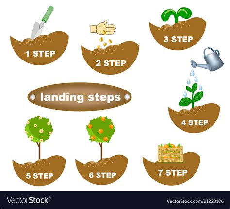 Description Planting Steps Royalty Free Vector Image