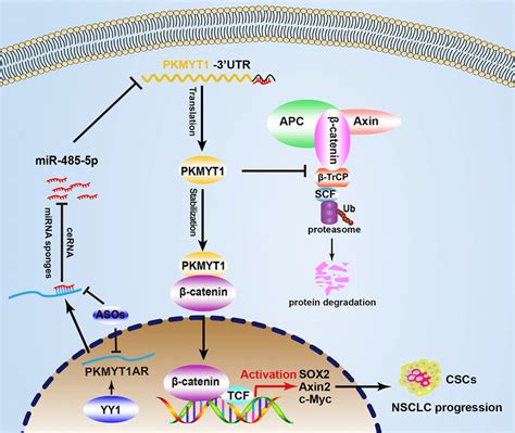 A Model Demonstrating How Pkmyt Ar Mir P Pkmyt Axis Activates Wnt