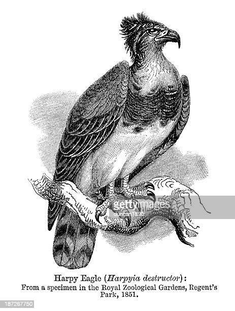 Harpy Eagle Flying Clipart