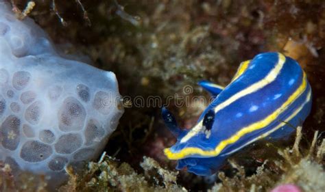 Nudibranchs in Their Habitat Stock Image - Image of garden, flora ...