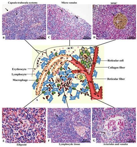 Morphology Of The Spleen In Oreochromis Niloticus Encyclopedia Mdpi