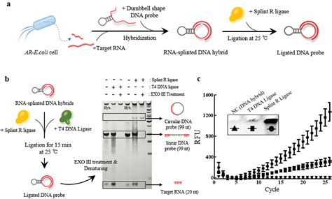 Capillary Tube Based Molecular Diagnostic Test For Naked Eye Detection