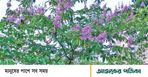তপ্ত গ্রীষ্মে জারুলের ছোঁয়া