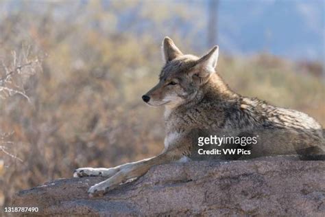 Tucson Desert Museum Animals