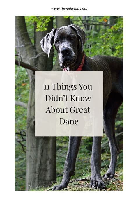 11 Things You Didnt Know About Great Dane Great Dane Great Dane