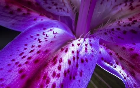 Stargazer Lily Care – How to Plant, Grow and Help Them Thrive