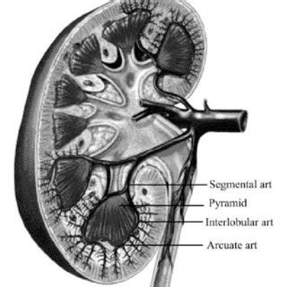 Arcuate artery (arrow). Note its orthogonal relationship to the... | Download Scientific Diagram