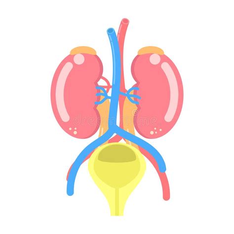 Anatomia Dos Rins Do Sistema Urin Rio Dos Rg Os Do Corpo Humano