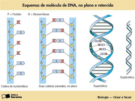 Bio Logia Como o DNA é constituído