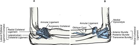 Anatomical Ligaments Of The Elbow Fig A The Lateral Collateral