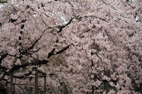 Papel De Parede Jap O Ramo Flor De Cerejeira Primavera Leica