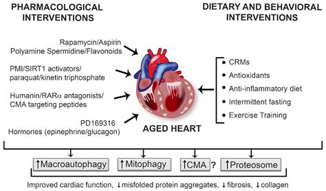 Cells Free Full Text Protein And Mitochondria Quality Control