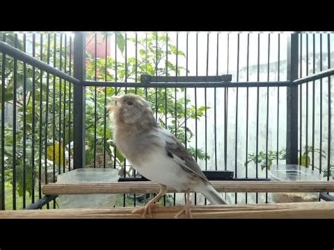 Waterslager Canary Singing Spanish Timbrado Song For Training