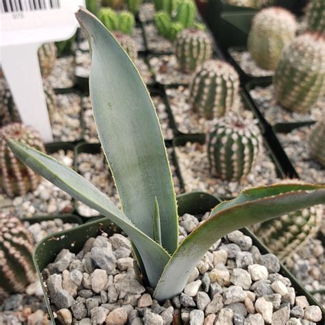 Shop Blue agave 'Tequila Plant' Agave Tequilana - Care and Info