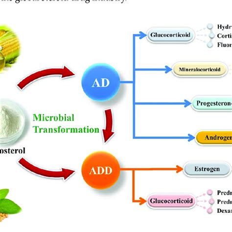 PDF New Insights Into The Modification Of The Non Core Metabolic