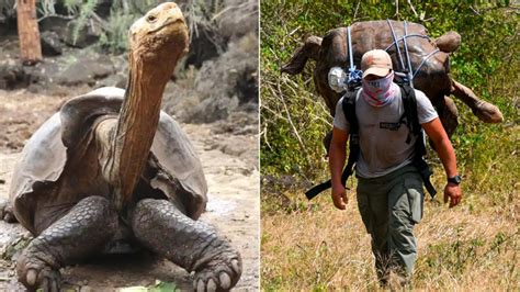 Diego The Giant Tortoise Retires In The Galapagos After Saving His