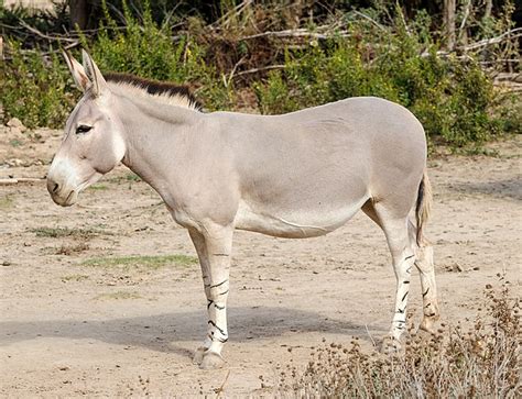 File Equus Africanus Somaliensis R Serve Africaine De Sigean