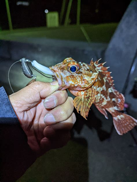 陸っぱり釣行記 三重県 石鏡 ロックフィッシュ（ルアー） メバル 陸っぱり 釣り・魚釣り 釣果情報サイト カンパリ