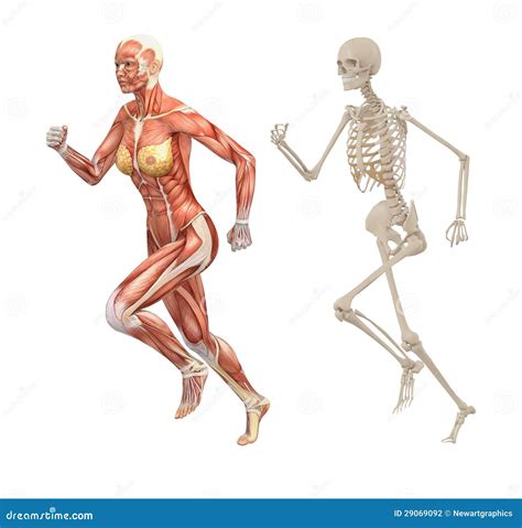 Female Human Muscles and Skeleton Stock Illustration - Illustration of ...