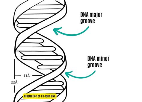 Why Dna Major Groove Is The Next Frontier In Biotech Innovation Genetic Education