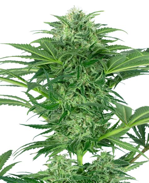 Skunk Dream Cbd Feminized Seeds Sensi Seeds Uk