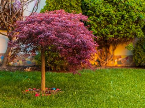Get 30% off red Weeping Maples. Now part of our Summer Sale!