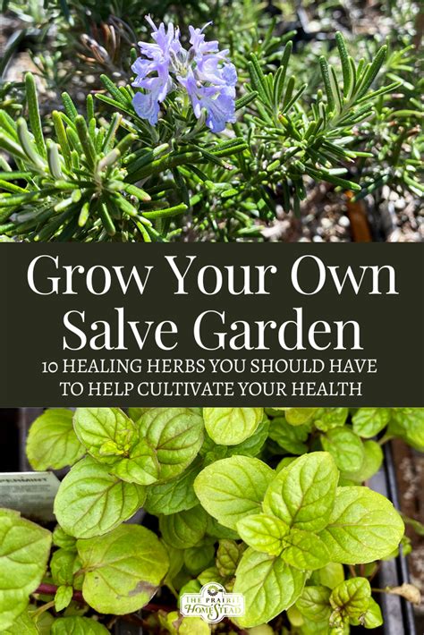 Top 10 Healing Herbs To Grow The Prairie Homestead