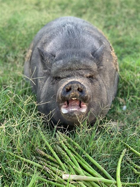 Descubre el significado de soñar con un cerdo enojado