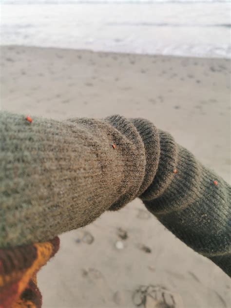 Found a bunch of ladybugs on the beach today : r/mildlyinteresting