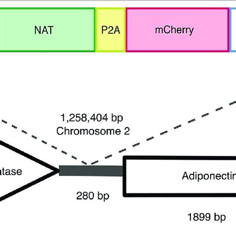 Random Insertional Mutagenesis Using Illumina And Sanger Sequencing