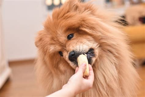 D Rfen Hunde Bananen Essen Alles Zum S En Hundesnack