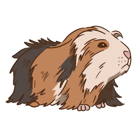 Guinea Pig Color Stroke Sheba Png And Svg Design For T Shirts