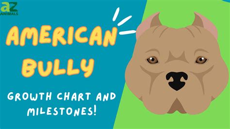 American Bully Progression: Growth Chart, Milestones, and Training Tips ...