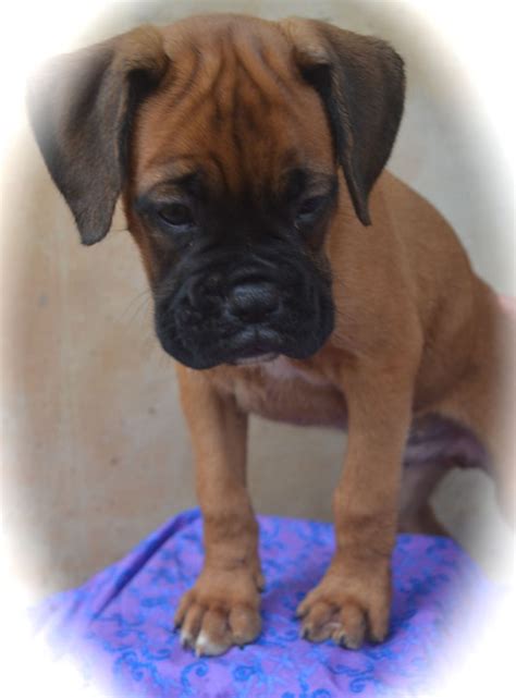 Pure Breed German Boxer Puppies - Ready To Move To Their New Loving ...