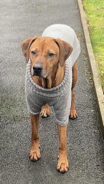 Ravelry: Big Comfy Dog Sweater pattern by Dotty Patterns